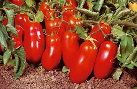 POMODORO SAN MARZANO NANO GR.10